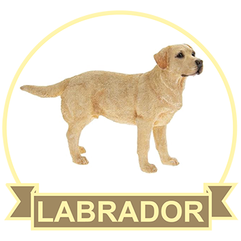 (image for) Labrador - Golden (LABG130)